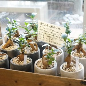 植物@IDEE自由が丘店 植物@IDEE自由が丘店