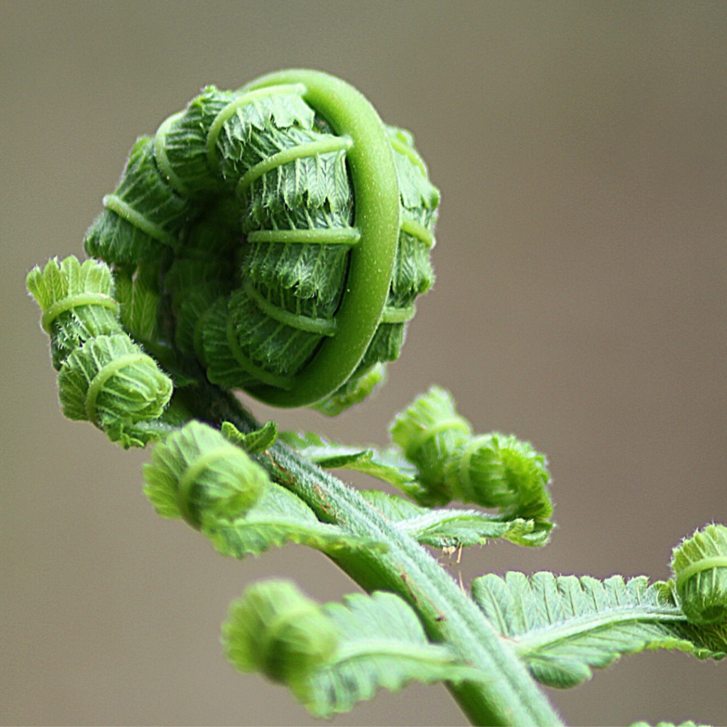 ピエール・ジャンヌレ スイスの建築家でありコルビジェのパートナー
